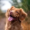 A red retriever grinning on a woodland path