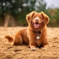The same dog sitting on sand, wearing a collar