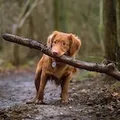 The same dog carrying a long stick through a wet forest
